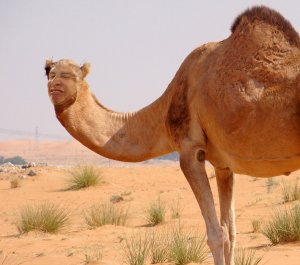 Sam Henry's Camel Parent